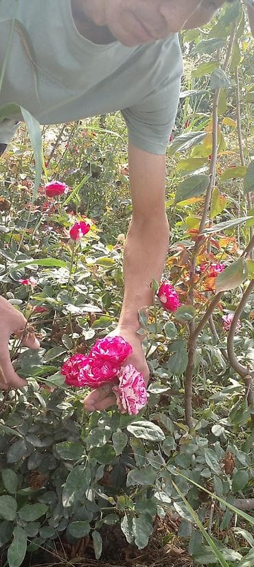 роза на штамбе: Продаю саженцы роз.Вьющийсяминирозы .куставые — 10