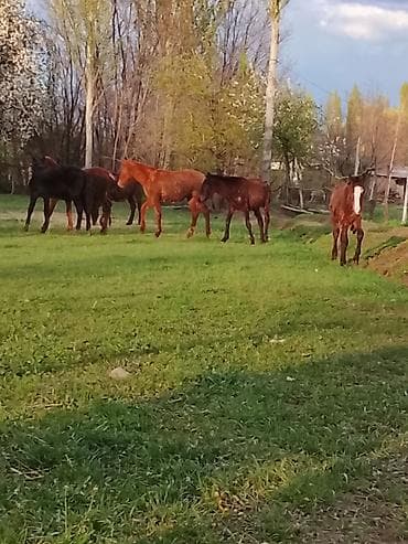 имаго бишкек: Фотосъёмка | Ордуна баруу менен | Фотосессия — 5