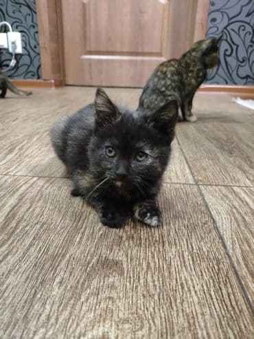 отдам даром охотничью собаку: Черепаховые котята все девочки . - Окрас: редкий черепаховый (смесь — 3