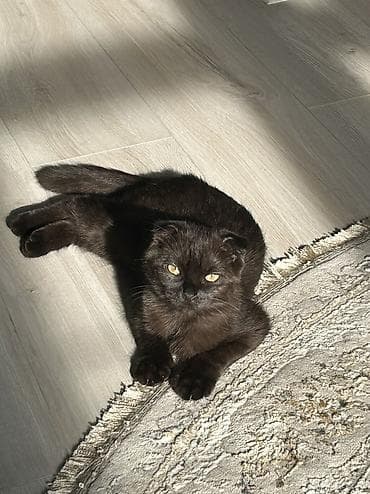 Мышыктар сатылат: Скотиш Фолд (Шотландиялык шалпаң кулак), 5 айлык, Ургаачы, Шоколад, Лотокко барууга үйрөтүлгөн — 4