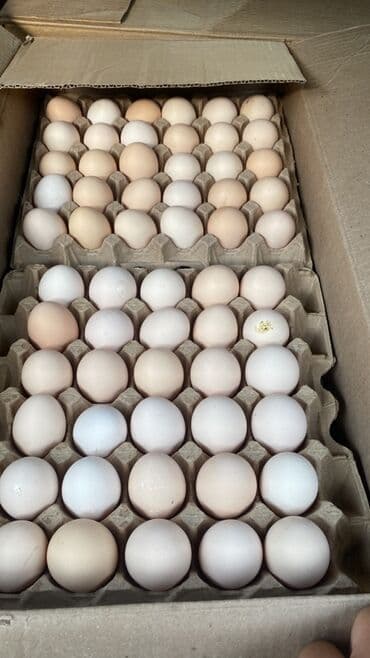 ящик для кур: Куриные яйца столовые, фасованные - Яйца светло-коричневой и кремовой — 5