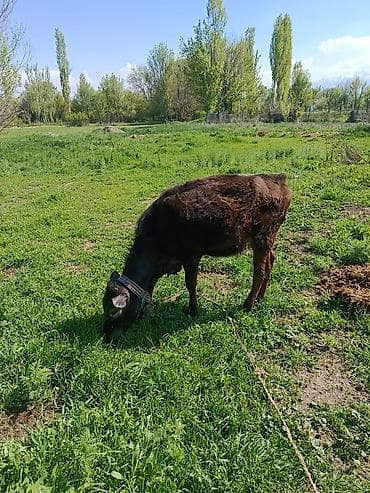 телята токмок: Продаю | Тёлка | На откорм | Привязанные — 1