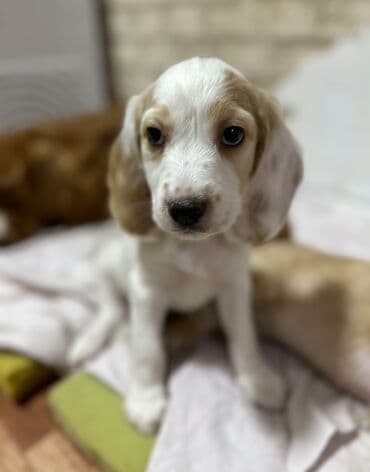 Кокер-спаниель, 2 месяца, Самец