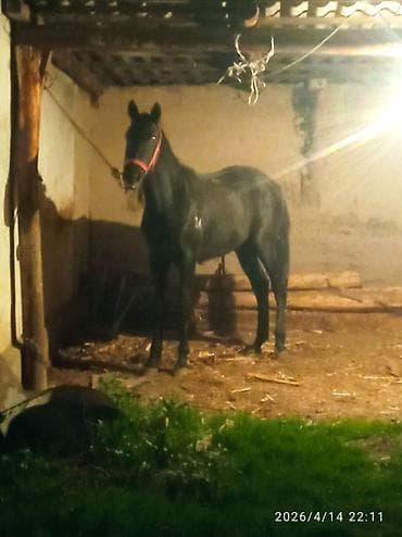 куплю конь: Продаю | Жеребец | Рабочий | Мерин — 1