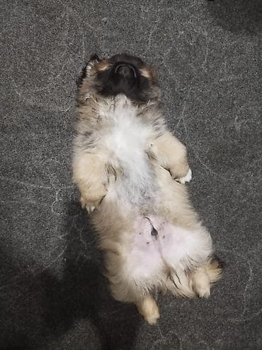 померанский шпиц цена: "щенки пекинес, мальчик и девочка,почти 3 месяца привитые — 3