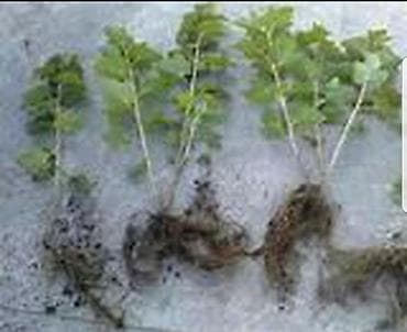 корейский виноград цена: Чёрная и красная смородина саженцы Черная смородина-120 сом красная — 5