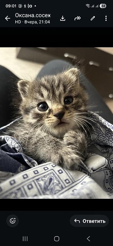 Отдам даром кошку: Кошка даром: Беспородная, 1 месяц, Девочка — 2