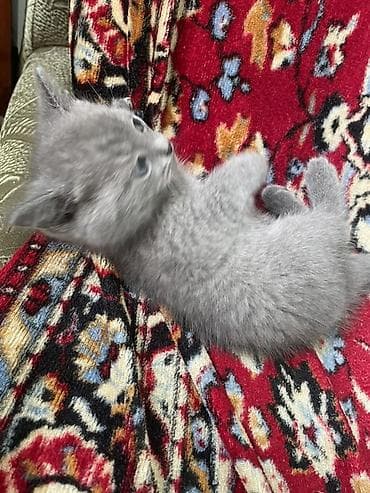 кошка мейн кун: Серый (blue). - Окрас: однотонный серый, плотный плюшевый подшёрсток — 2