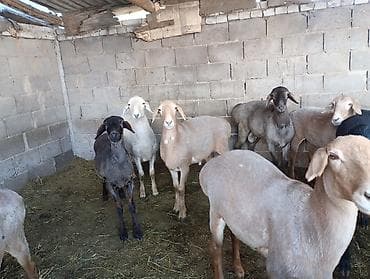 теке козёл: Продаю | Баран (самец) | Для разведения | Ярка — 1