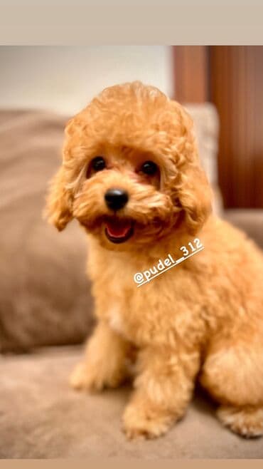 Башка жаныбарлар: Продаются щенки той пудели . С родословной! Идеальная порода которая — 2