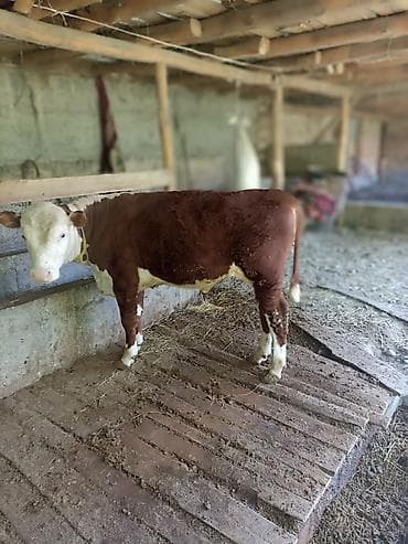 корма для сх животных: Продаю | Бык (самец) | На откорм | Привязанные — 5