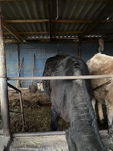 индюк самец: Продаю | Корова (самка) | На забой, На откорм — 1