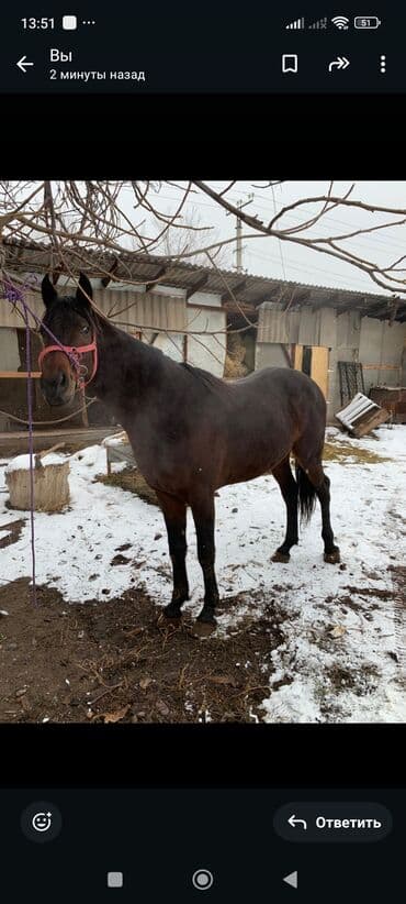 белый конь: Продаю | Жеребец | Для разведения, Конный спорт | Племенные — 3