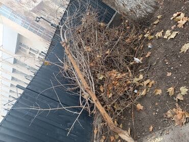 семена кукурузы в бишкеке: Дрова Самовывоз — 2