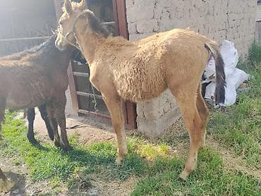 Продаю | Жеребенок | Для разведения | Племенные