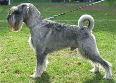 Ит кууту: Ищу сучку для вязки Миттельшнауцер — 1