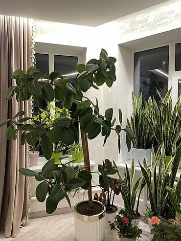 лекарство для животных: Сансевиерия (Sansevieria trifasciata, «тещин язык») — крупные взрослые — 1