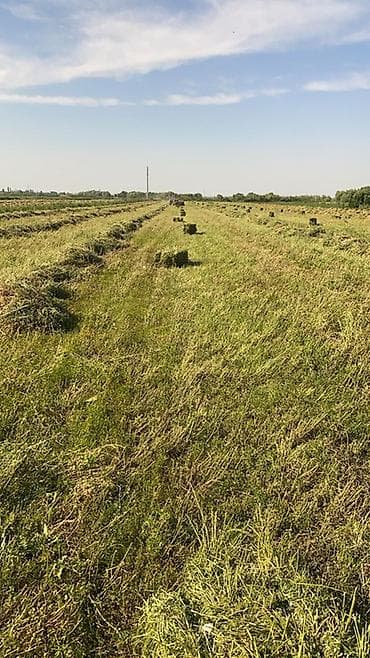 тюки юрьевка: Продаю тюки 1 кос-2026г
Село Карасакал
Сокулукский рн — 2