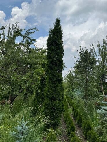 туя брабант бишкек: 🌿 Сапаттуу көчөттөр Ноокаттан! Европадан алып келинип, өзүбүздүн — 8