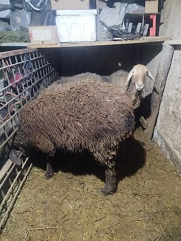 Продаю | Овца (самка) | На забой