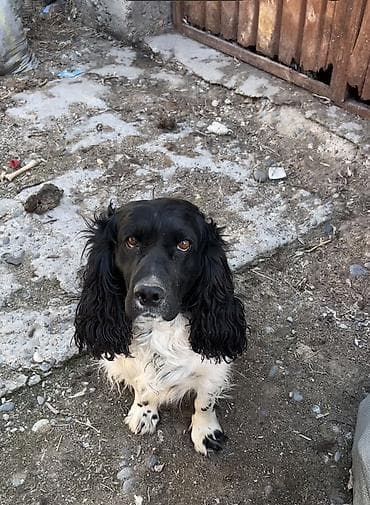 собаки шенки: Английский кокер-спаниель, черно-белый окрас (черная голова и уши — 1
