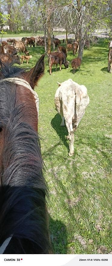 Продаю | Корова (самка) | Для молока at lalafo.kg Продаю | Корова (самка) | Для молока