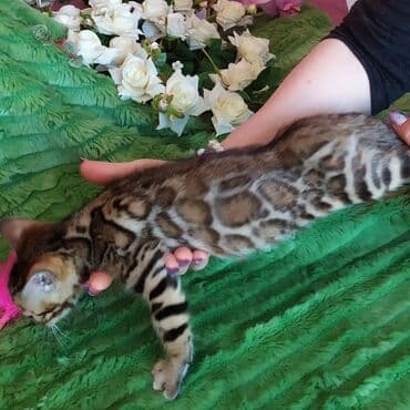 леопардовая кошка цена: Бенгальские котята !!! домашние. мини леопардики. Друзья у нас — 4