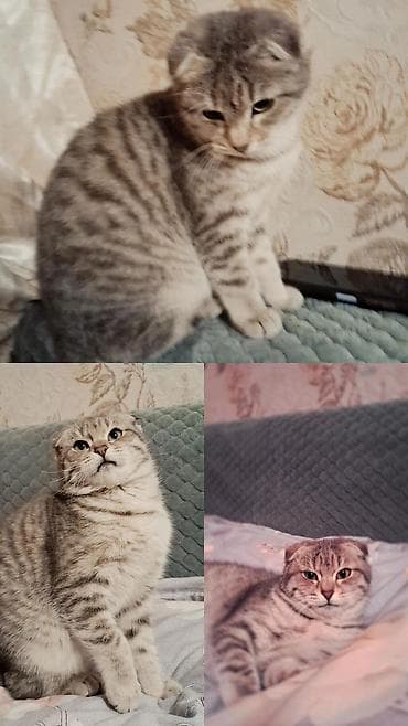 Вязка кошек: Шаар Талас 😄
Ушул мышыкка эркек мышык издейм 🐱
Жазыңыздар — 5