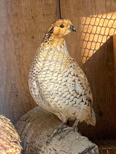 куры оптом: Продаю | Куры, Петух — 1