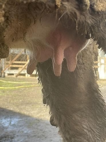 калифорния черви: Продаю | Корова (самка) | Швицкая | Для разведения, Для молока — 8