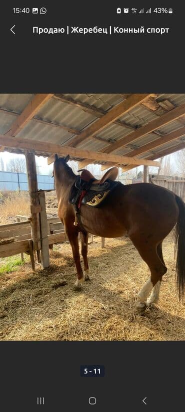 Жылкылар, аттар: Сатам | Байтал | Ат спорту — 6