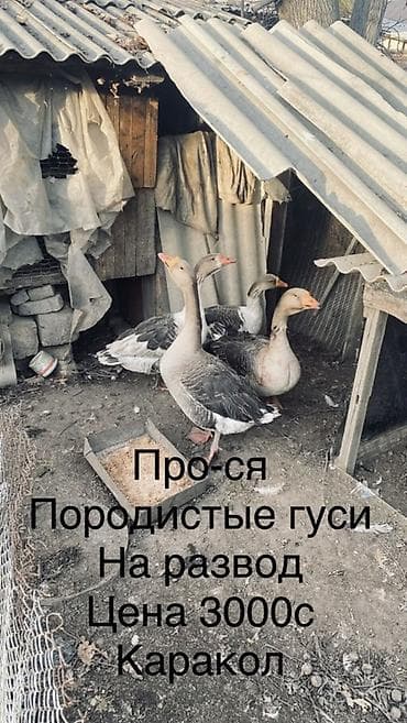 кой порода: Породистые гуси на развод - группа взрослых серых гусей для — 1
