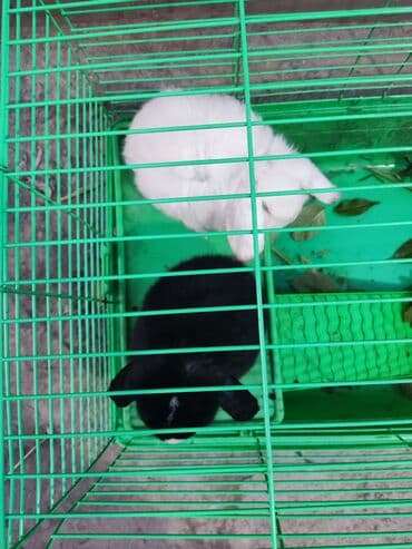 Собаки: 2000сом кролик — 1