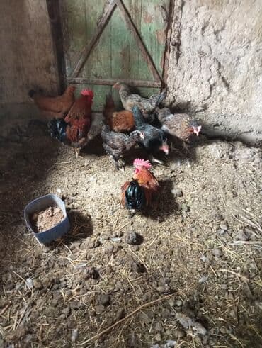 домики для хомяков: Продаю курей 6 куриц и 2 петуха — 2