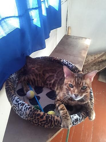 бенгальская домашняя кошка: Бенгал на вязку Особенности: - Крупные выразительные глаза, широкие — 6