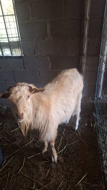 Продаю | Козёл (самец) | Для разведения | Осеменитель