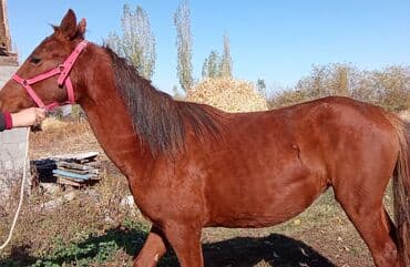 декоративные кролик: Продаю | Кобыла (самка) | Рабочий — 1