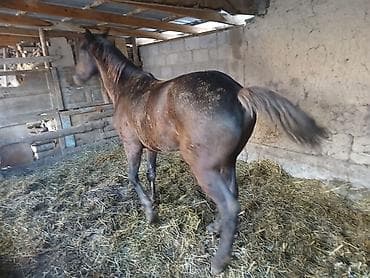 сколько стоит хаски в кыргызстане: Продаю | Конь (самец) | Рабочий — 4