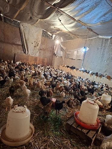 корм кур: Продаю | Цыплята | Домашняя — 1