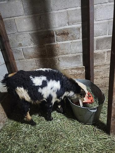 Башка жаныбарлар: Сатам | Улак | Аргын | Көбөйтүү үчүн — 3