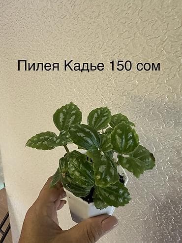 Комнатные растения: Укоренённые черенки от 150 до 350 сомов — 10