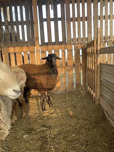 баран живой: Продаю | Баран (самец) | Полукровка | Для разведения, На забой — 6
