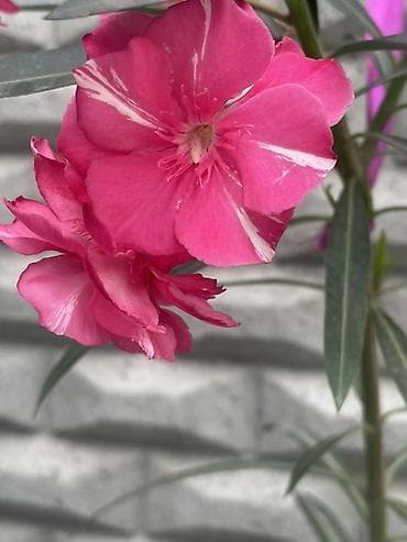 цветов: Олеандр (Nerium oleander) — декоративный вечноцветущий кустарник для — 4