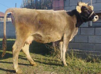 дог порода: Продаю | Корова (самка) | Алатауская, Швицкая | Для молока | Искусственник — 2