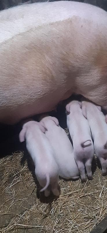 Продаются поросята, крупная белая, родились 16 января, зубки