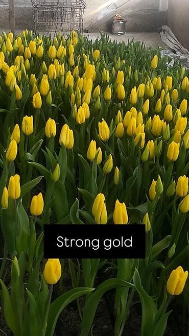 орхидея оптом: Тюльпан оптом 2026 Продам оптом оптом оптом От 500шт Самые лучшие — 9