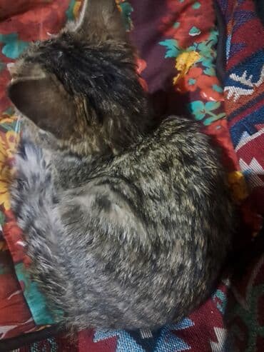 Собаки: Котёнок серо‑табby окраса - Домашний короткошёрстный котёнок с — 5