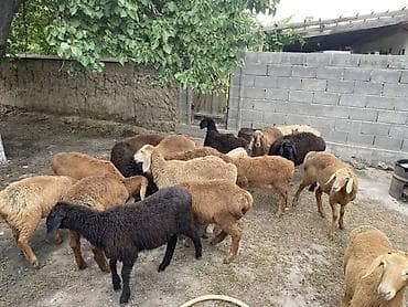 скорый: Продаю | Ягненок | Арашан — 4
