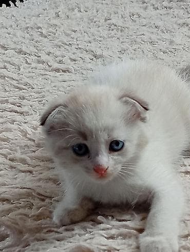 scottish fold: Котята, домашнее потомство. - Порода: беспородные (домашние). - — 8