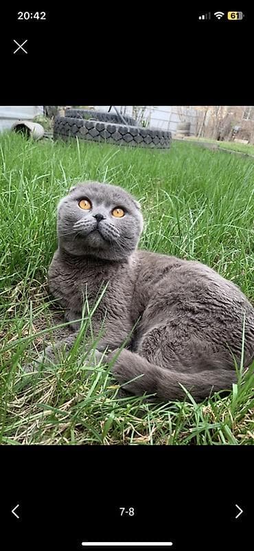 кошка мышык: Британские котята, окраc голубой (blue). Классическая плюшевая шубка — 8